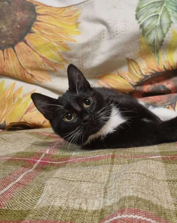 Кошки в Москве: Котенок Фи-фи Девочка, Бесплатно - фото 4