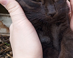 Кошки в Похвистнево: Табби, мальчик -котёнок Мальчик, Бесплатно - фото 4