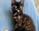 Кошки в Санкт-Петербурге: Корица (Koritsa) Девочка, 60 000 руб. - фото 4
