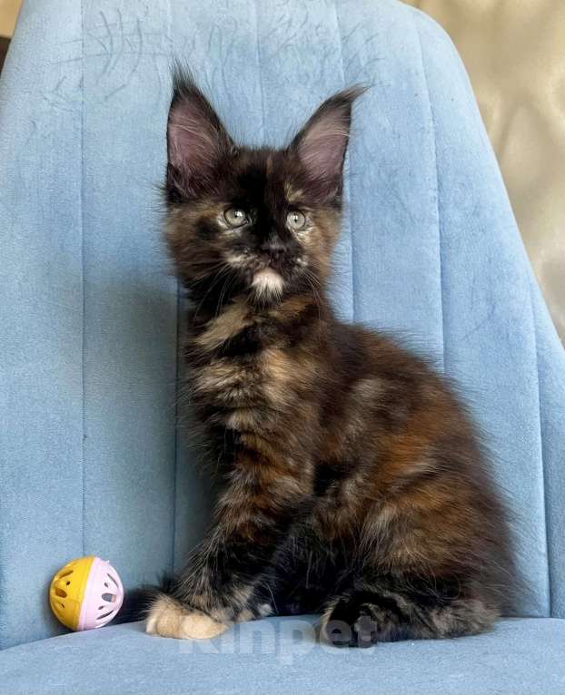 Кошки в Санкт-Петербурге: Корица (Koritsa) Девочка, 60 000 руб. - фото 4