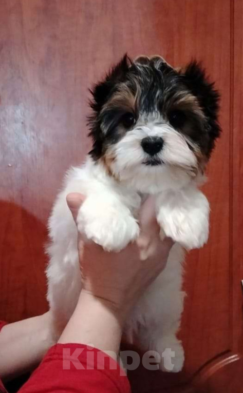 Собаки в Тольятти: Супер детка Девочка, Бесплатно - фото 2