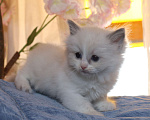 Кошки в Санкт-Петербурге: Рэгдолл Девочка, 80 000 руб. - фото 2