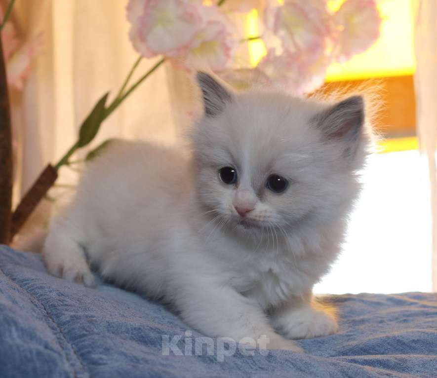 Кошки в Санкт-Петербурге: Рэгдолл Девочка, 80 000 руб. - фото 2