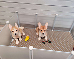 Собаки в Москве: Щенки вельш корги пемброк  Девочка, 25 000 руб. - фото 1