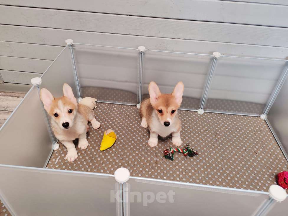 Собаки в Москве: Щенки вельш корги пемброк  Девочка, 25 000 руб. - фото 1