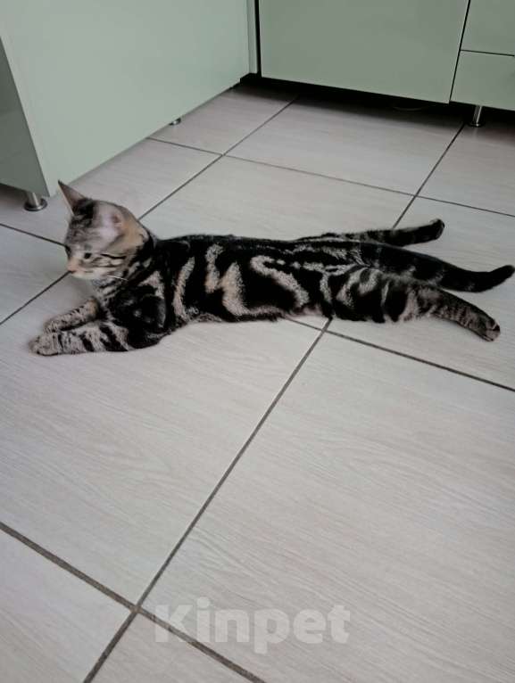 Кошки в Санкт-Петербурге:  Котëнок ищет дом.  Мальчик, Бесплатно - фото 1