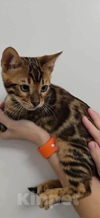 Кошки в Ставрополе: Бенгальские котята Мальчик, 40 000 руб. - фото 8