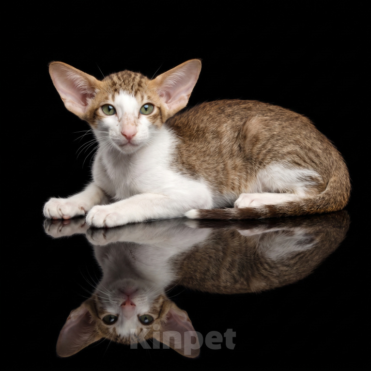 Кошки в Волгограде: Ориентальный мальчик Мальчик, 70 000 руб. - фото 7