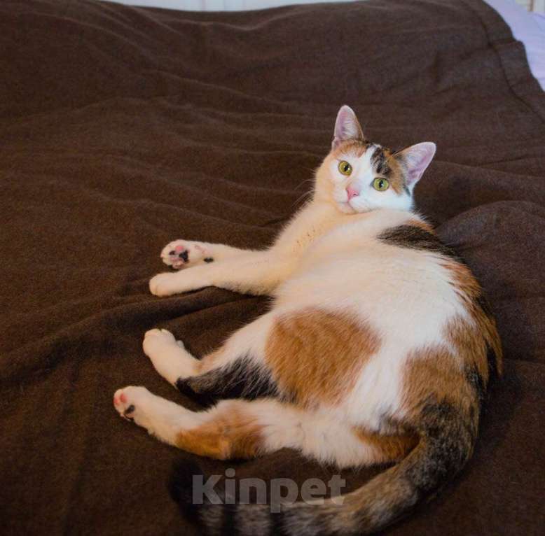 Кошки в Москве: Кото-пёс Маришка окраса калико в добрые руки Девочка, Бесплатно - фото 8