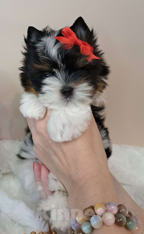 Собаки в Москве: Мини девочка Бивер  Девочка, 115 000 руб. - фото 1