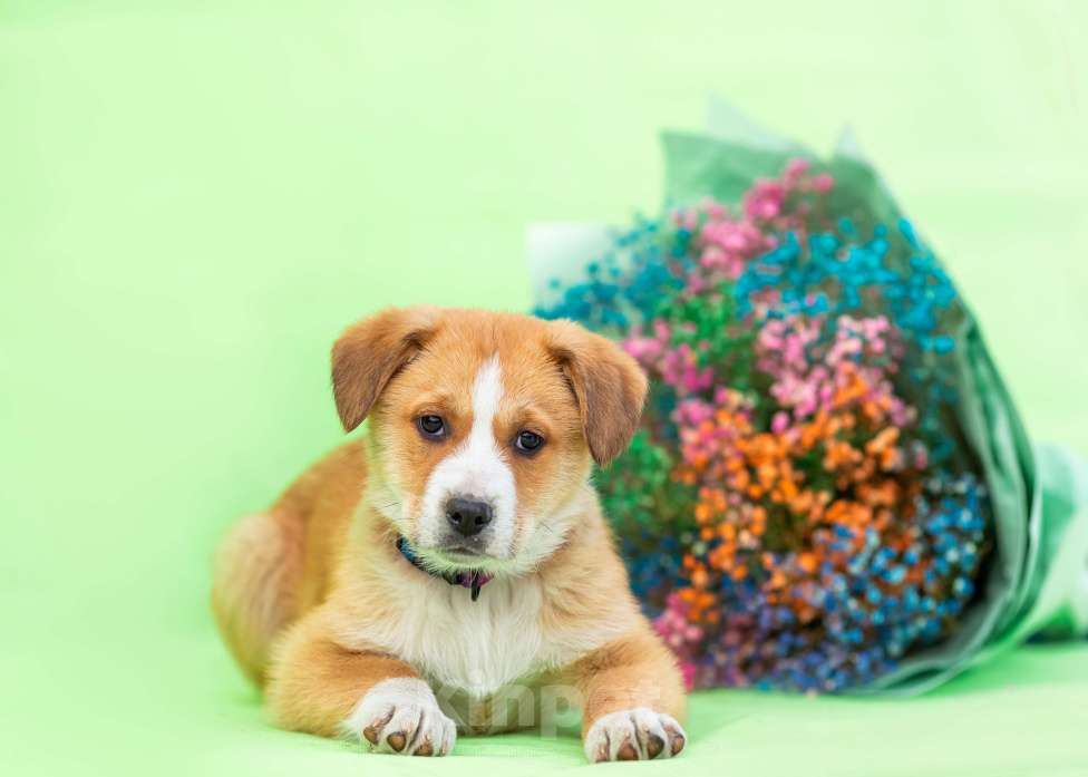 Собаки в других городах Московской области: Щенок Марта в добрые руки Девочка, Бесплатно - фото 7