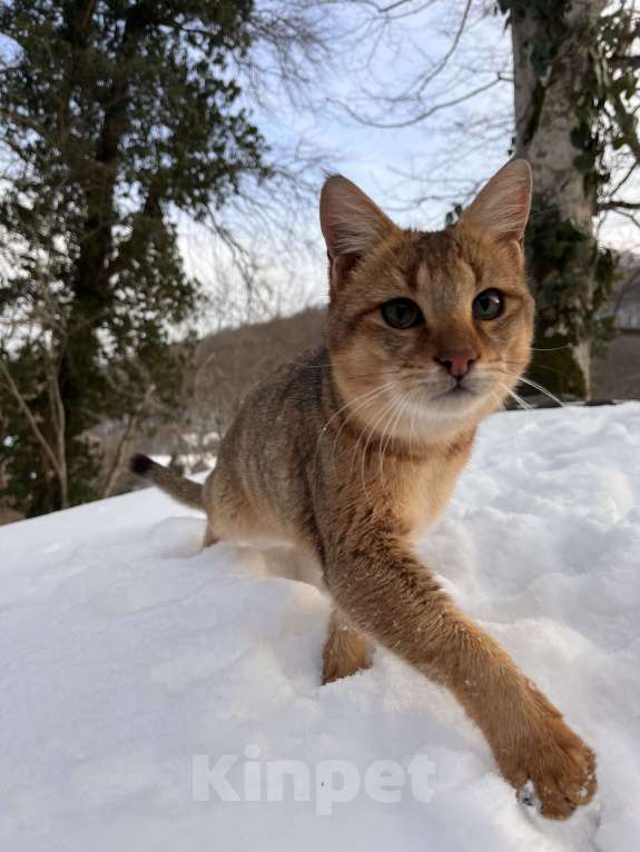 Кошки в Геленджике: Чаузи ф3 кошечка Девочка, 9 000 руб. - фото 5