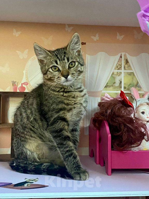 Кошки в других городах Московской области: Котенок-дачник ищет маму или папу Мальчик, Бесплатно - фото 2