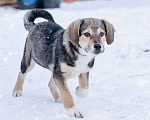 Собаки в Москве: Щенок в добрые руки Мальчик, Бесплатно - фото 2