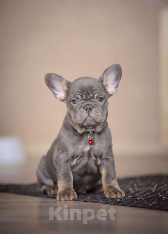 Собаки в Белгороде: Французский бульдог щенки Девочка, 150 000 руб. - фото 2
