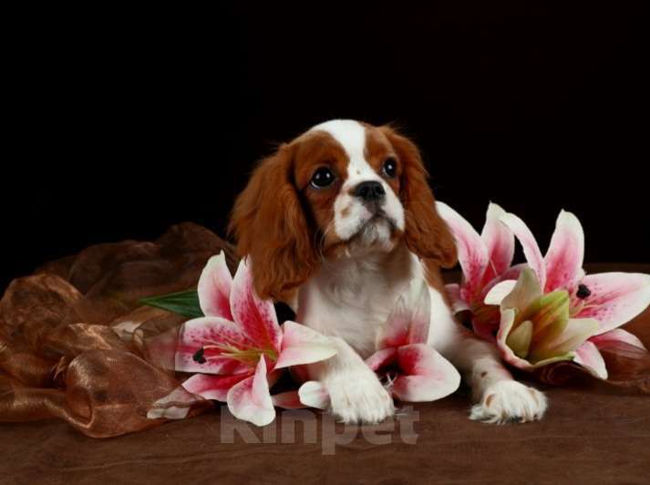 Собаки в Санкт-Петербурге: Девочка кавалерочка... 5месяцев Девочка, 55 000 руб. - фото 4