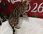 Кошки в Лыткарино: Бенгальский котенок девочка Линда с документами  Девочка, 12 000 руб. - фото 5