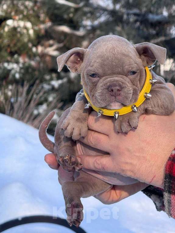 Собаки в Москве: Американский булли девочка Девочка, 80 000 руб. - фото 1