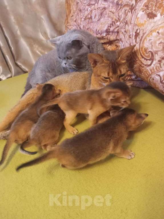 Кошки в Новосибирске: Готовятся к продаже чистокровные абиссинские мальчики Мальчик, 1 руб. - фото 2