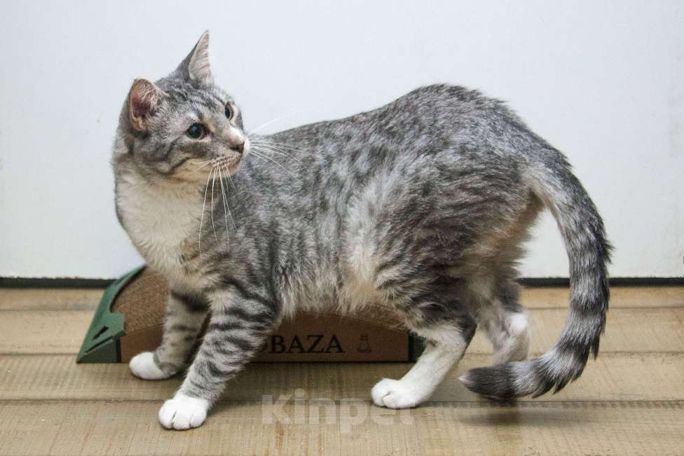 Кошки в Москве:  Ищет дом молодой котик цвета серебра, Сильвер нуждается в семье! Мальчик, Бесплатно - фото 7