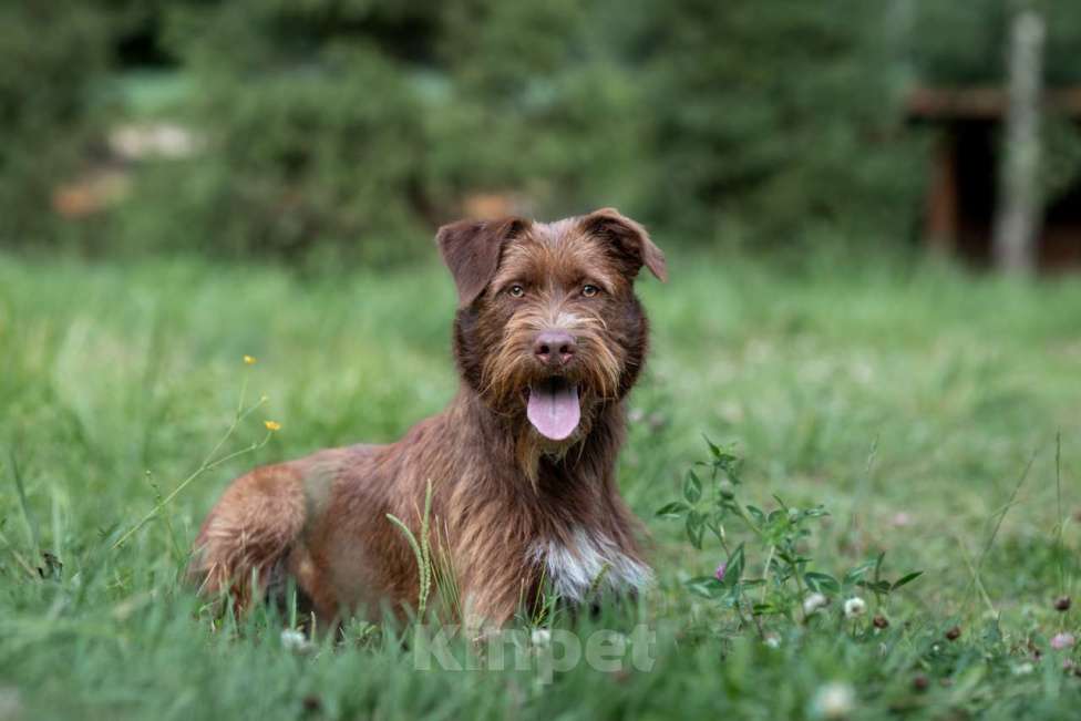 Собаки в Москве: Чарли Мальчик, Бесплатно - фото 2