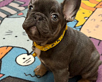 Собаки в Саратове: Щенок французского бульдога Мальчик, 60 000 руб. - фото 1