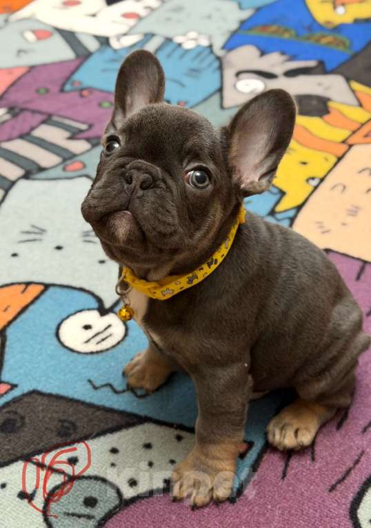 Собаки в Саратове: Щенок французского бульдога Мальчик, 60 000 руб. - фото 1