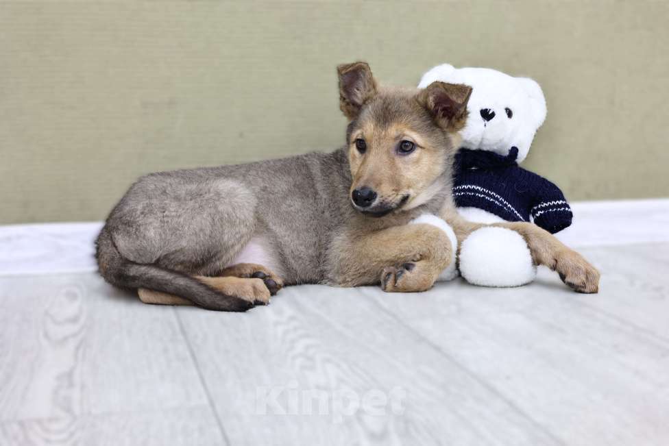 Собаки в Москве: Щенки бесплатно в Москве Девочка, Бесплатно - фото 4