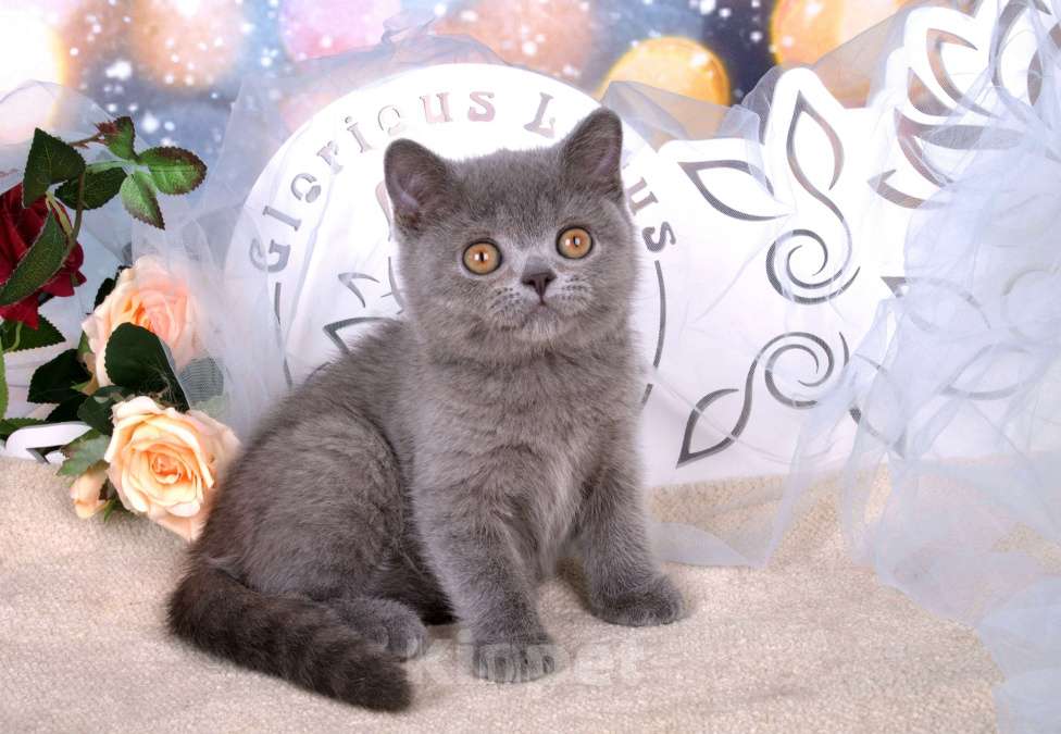 Кошки в Санкт-Петербурге: Британский котик классического голубого окраса Мальчик, 60 000 руб. - фото 4