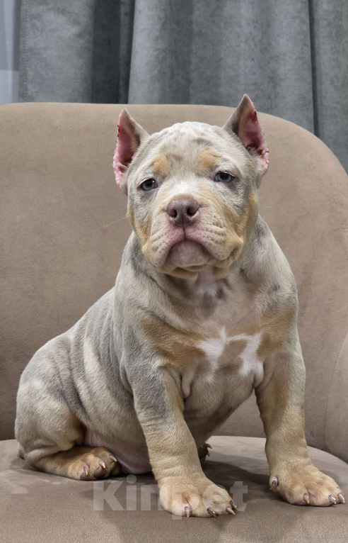 Собаки в Москве: Американский булли Девочка, 150 000 руб. - фото 1