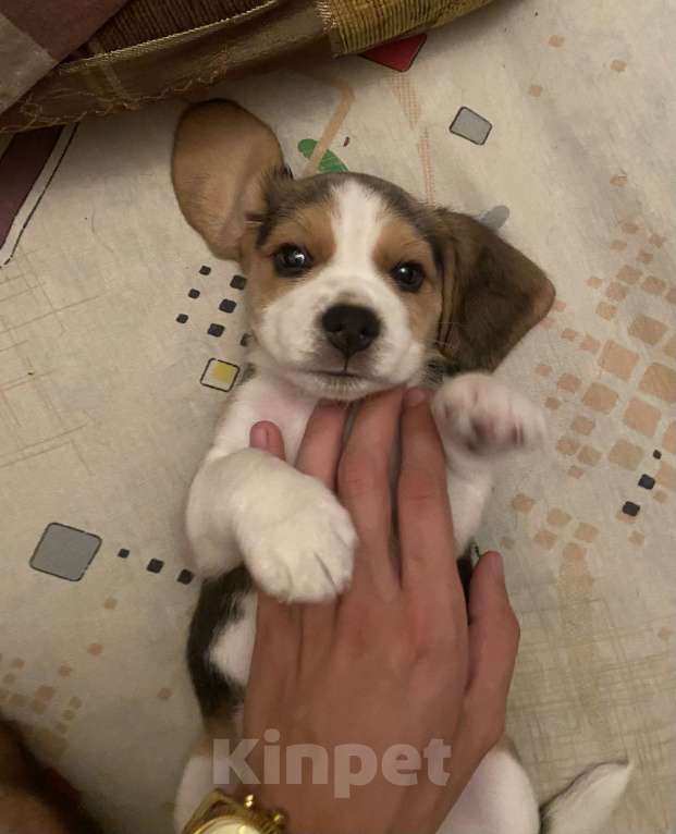 Собаки в Ростове-на-Дону: Девочка бигль  Девочка, 20 000 руб. - фото 2