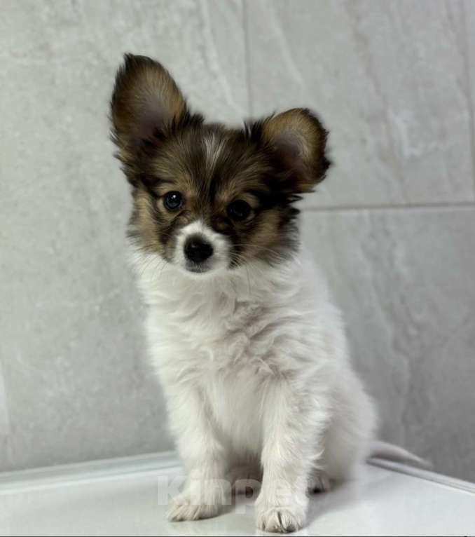 Собаки в Москве: Папийон Девочка, 80 000 руб. - фото 6