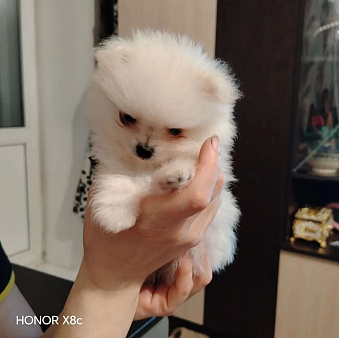 Немецкий шпиц