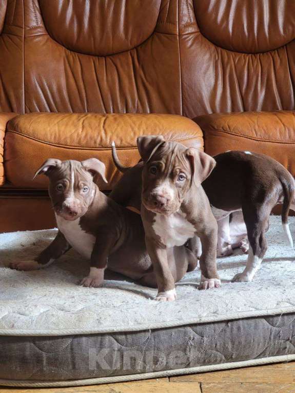 Собаки в Москве: Американский Булли XL Мальчик, 350 000 руб. - фото 8