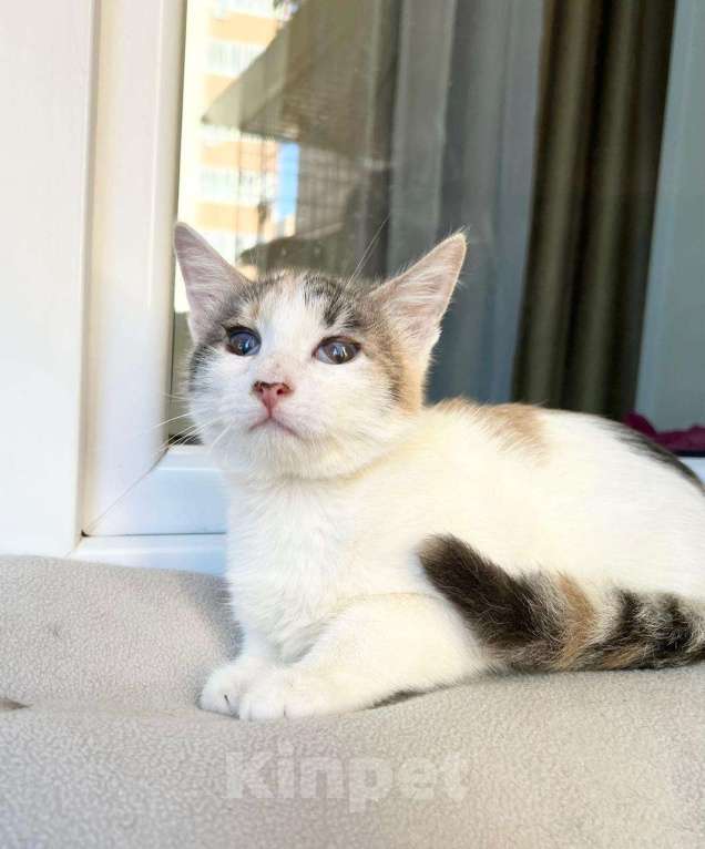 Кошки в Москве: Котенок Веснушка - воплощение позитива и радости в дар Девочка, Бесплатно - фото 5