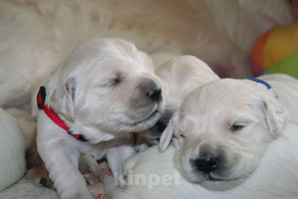 Собаки в Москве: Щенки золотистого ретривера Девочка, 80 000 руб. - фото 3