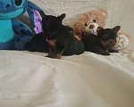 Собаки в Челябинске: Щенки йоркшеркого терьера Девочка, 25 000 руб. - фото 3