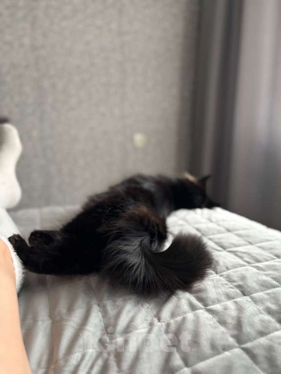 Кошки в Москве: манчкин девочка Девочка, 10 000 руб. - фото 7