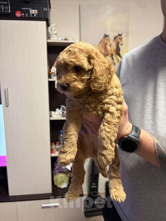 Собаки в Краснодаре: Щенки карликового пуделя Мальчик, 40 000 руб. - фото 1