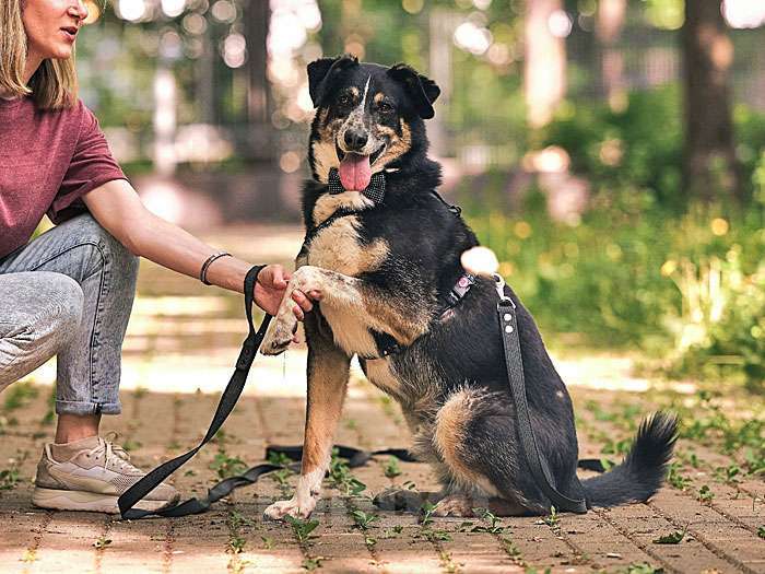 Собаки в Москве: Обаяшка Том ищет свою семью Мальчик, 10 руб. - фото 4