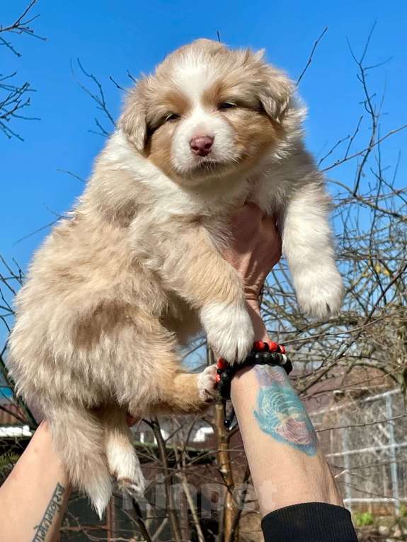 Собаки в других городах Ленинградской области: Австралийская овчарка щенки Мальчик, 80 000 руб. - фото 2