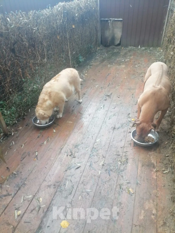 Собаки в Санкт-Петербурге: В добрые руки Девочка, Бесплатно - фото 1