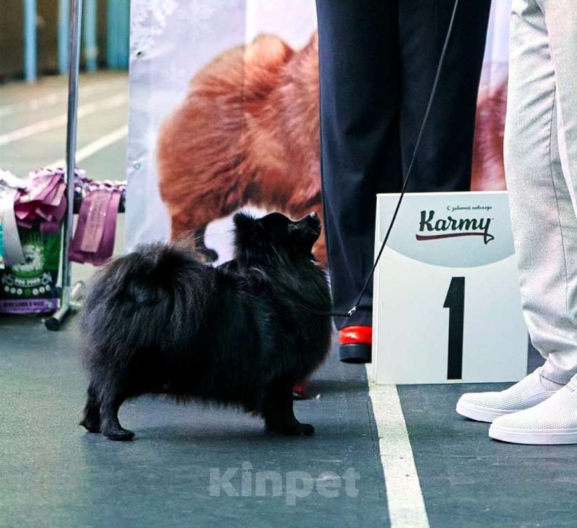 Собаки в Челябинске: Подросток дизайнерской породы Мальчик, 28 000 руб. - фото 2