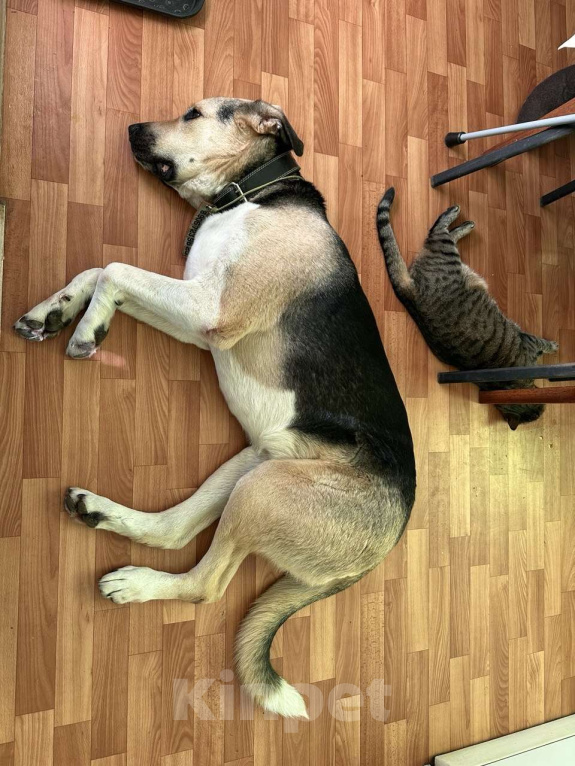 Собаки в Калуге: Крупная собака (лошадка) Хонда в добрые руки Девочка, Бесплатно - фото 8