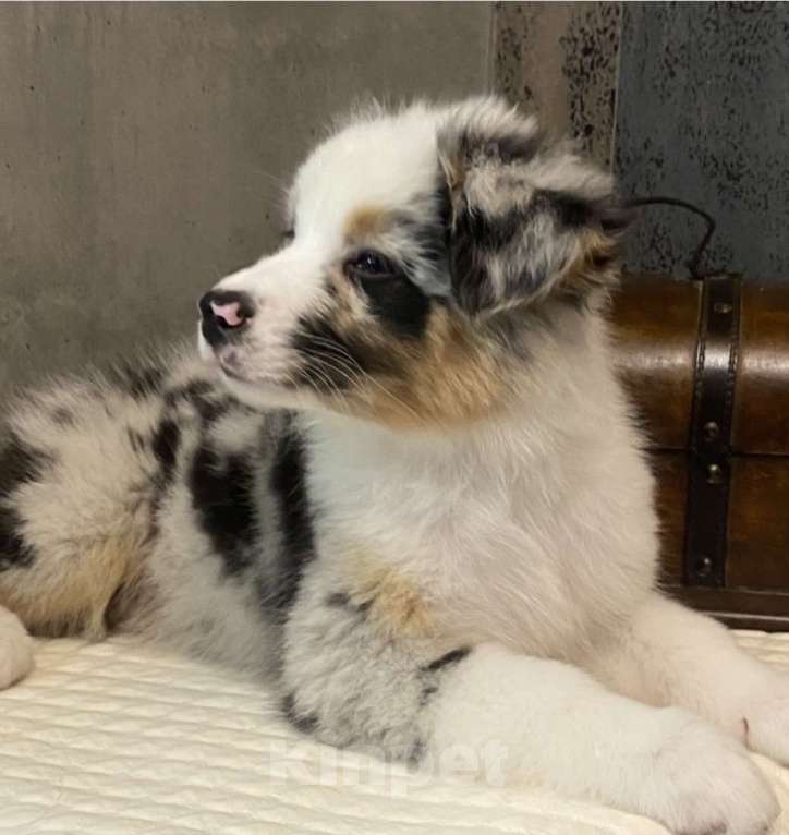 Собаки в Новокузнецке: Аусси Мальчик, 60 000 руб. - фото 4