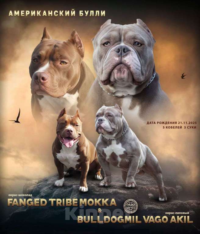 Собаки в других городах Ростовской области: Щенок Американский булли  Мальчик, 50 000 руб. - фото 3