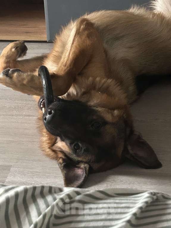 Собаки в Липецке: Немецкая овчарка Мальчик, 30 000 руб. - фото 1