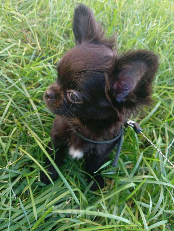 Собаки в Новосибирске: Щенок Чихуахуа  Девочка, 85 000 руб. - фото 2