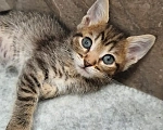 Кошки в Красногорске: Котенок девочка Оливка 1,5 месяца ищет дом Девочка, 100 руб. - фото 1