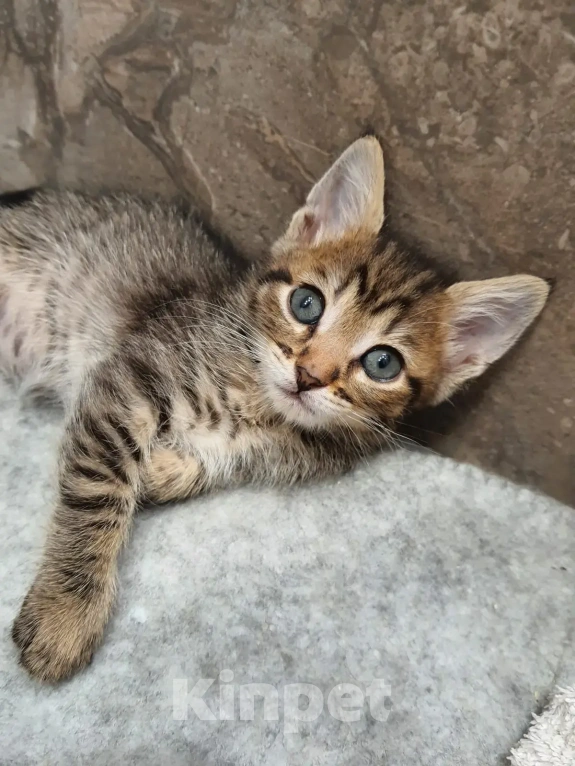 Кошки в Красногорске: Котенок девочка Оливка 1,5 месяца ищет дом Девочка, 100 руб. - фото 1